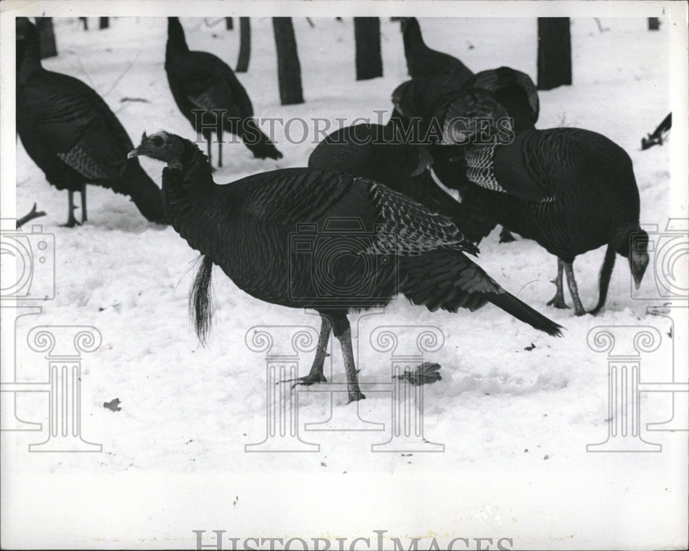 1991 DNR forecasts good fall turkey season - Historic Images