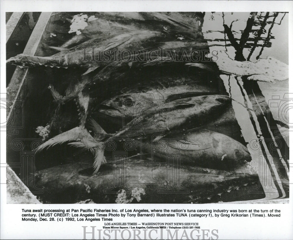 1993 Tuna Fish Ocean Catch Los Angeles - Historic Images