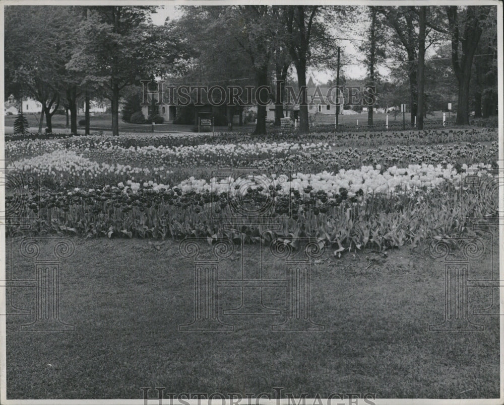 1951, Bed of 50,000 tulips in Hospital lawn - RRV05191 - Historic Images