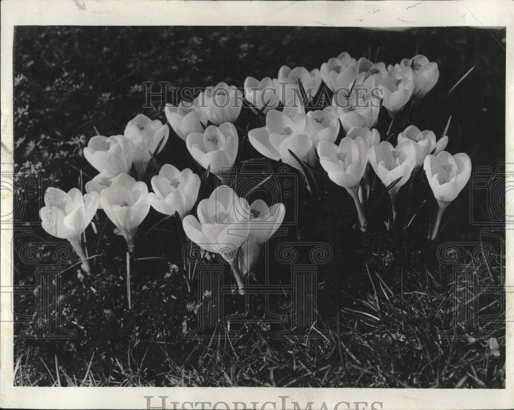 1959 Press Photo Tulips Flower Garden Bulb Plant - Historic Images