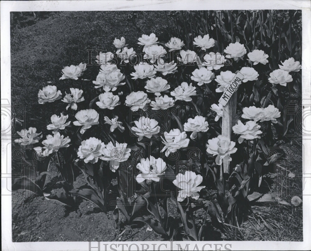 1954 Press Photo Double Tulips Flowers Garden Nature - Historic Images