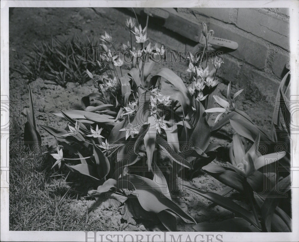 1955 Press Photo Bifloral White Botanical Tulips - Historic Images