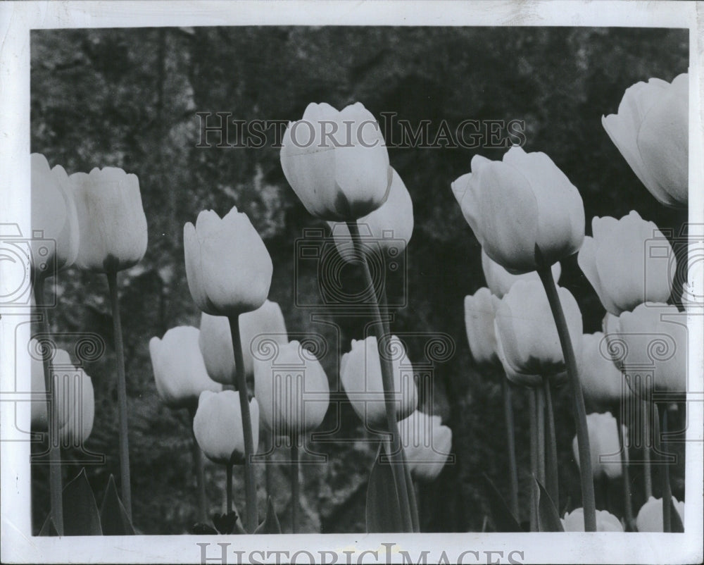 1968 Press Photo Darwin Hybrid Golden Apeldoorn flowers - RRV05407 - Historic Images