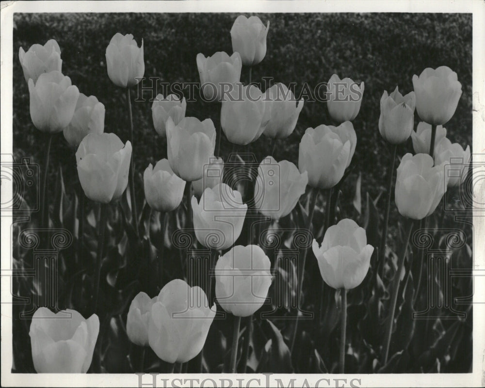 1966 Tulips Closeup-Historic Images