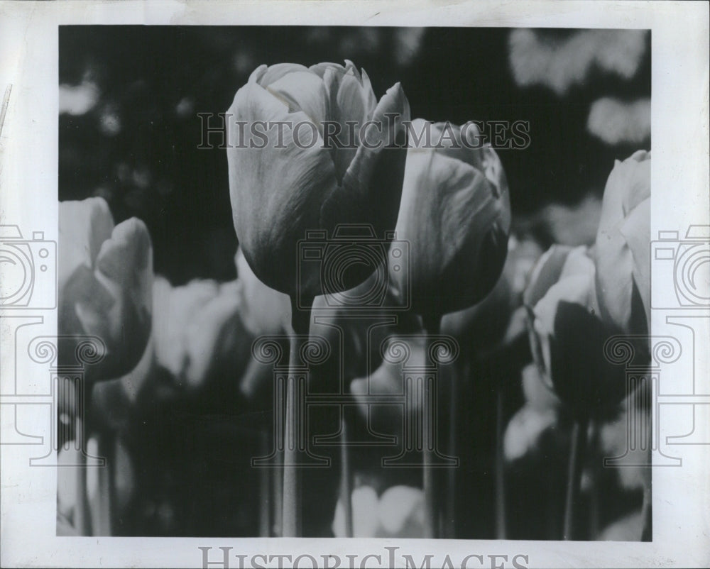 1969, Tulips Flowers - RRV05415 - Historic Images