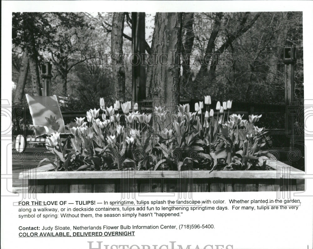 1996 Tulips Sidewalk Containers - Historic Images