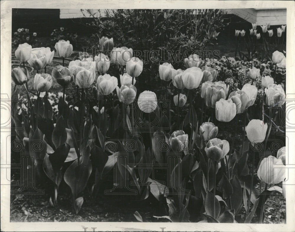 1960 Shows Tulips Model Flowers Garden Bubs - Historic Images