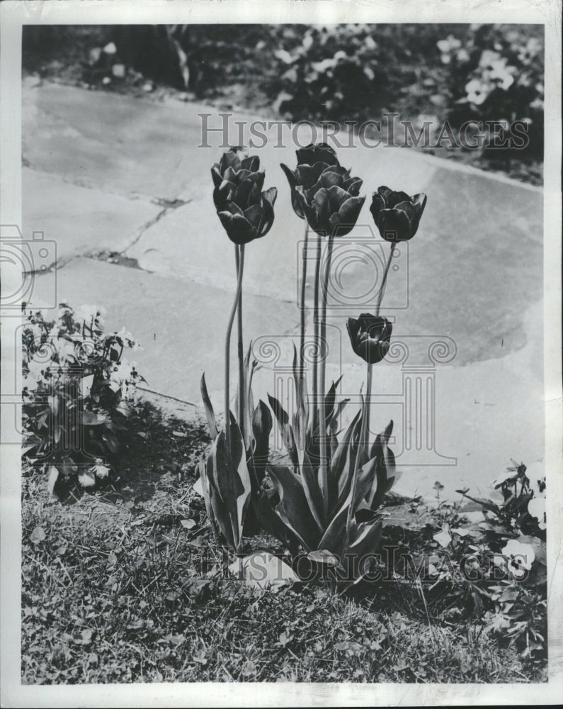 1953 Tulip Bulbous Plant Flower Liliaceae - Historic Images