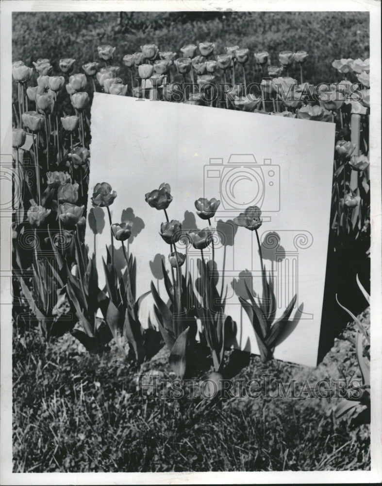 19952, Tulip flower plants garden bulbous - RRV08123 - Historic Images