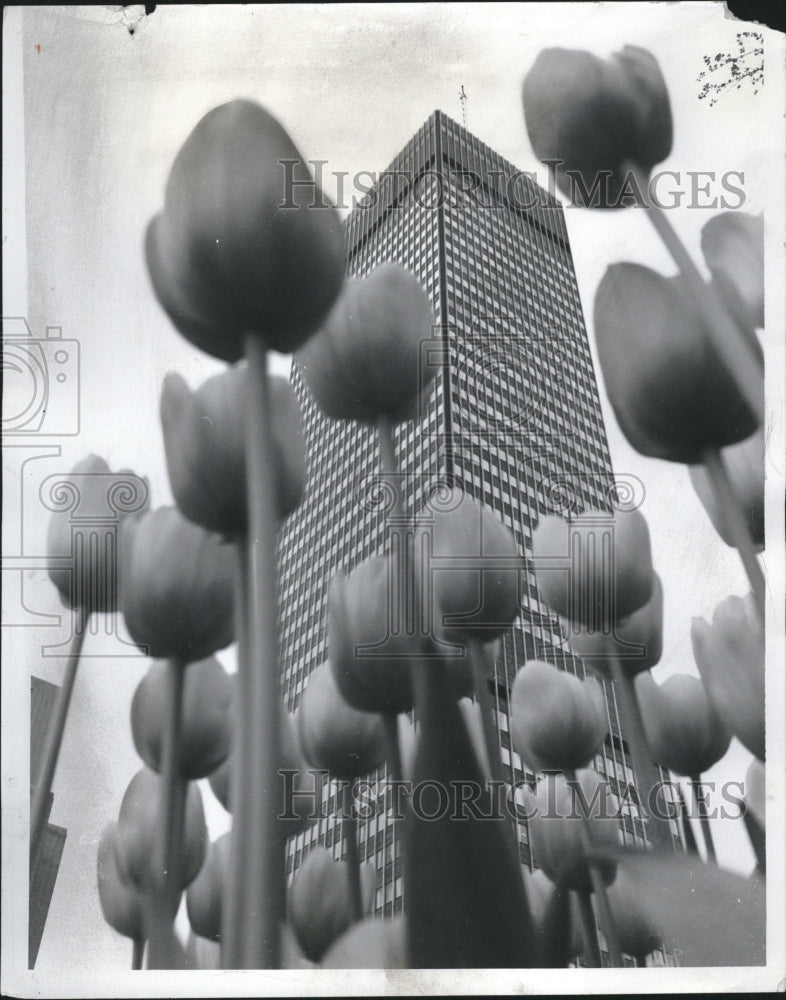 1966, Tulip flowers Building Garden frown - RRV08129 - Historic Images