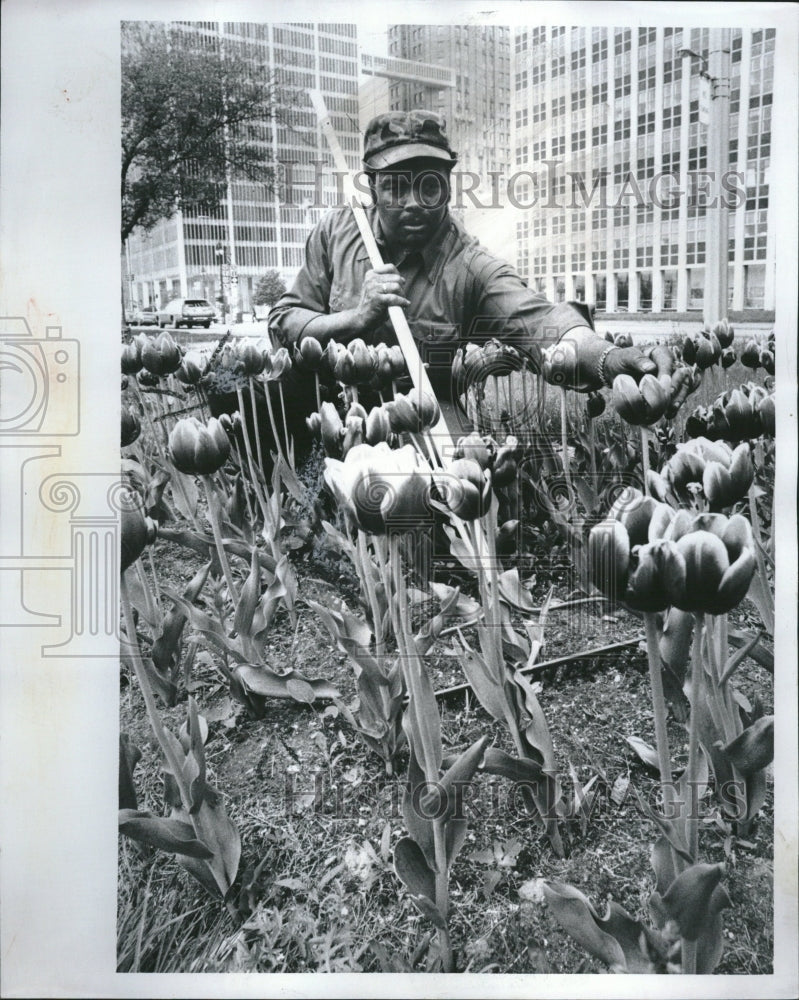 1978 Press Photo Tulip flower bulbous plants garden - Historic Images