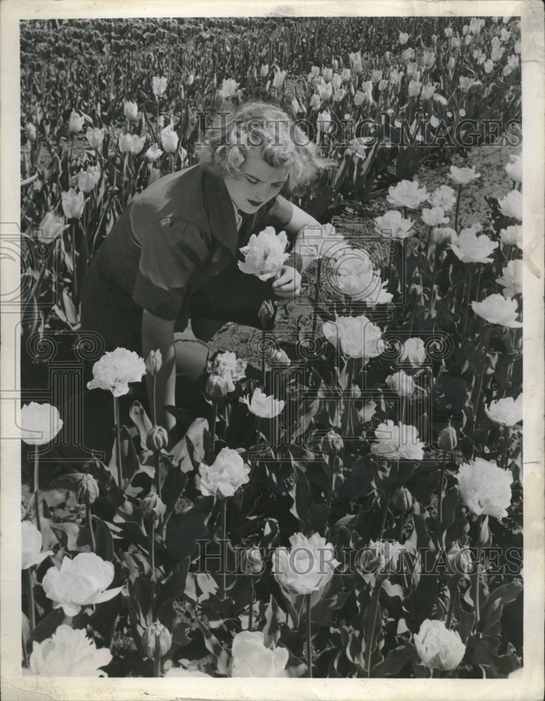 1948 Tulips Garden Showy Flowers Perennial - Historic Images