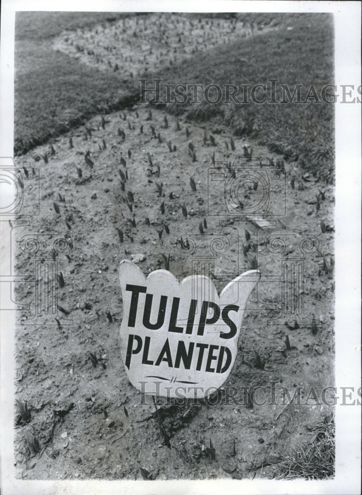 1973 Press Photo Tulips planted outside city-country bu - RRV09047 - Historic Images