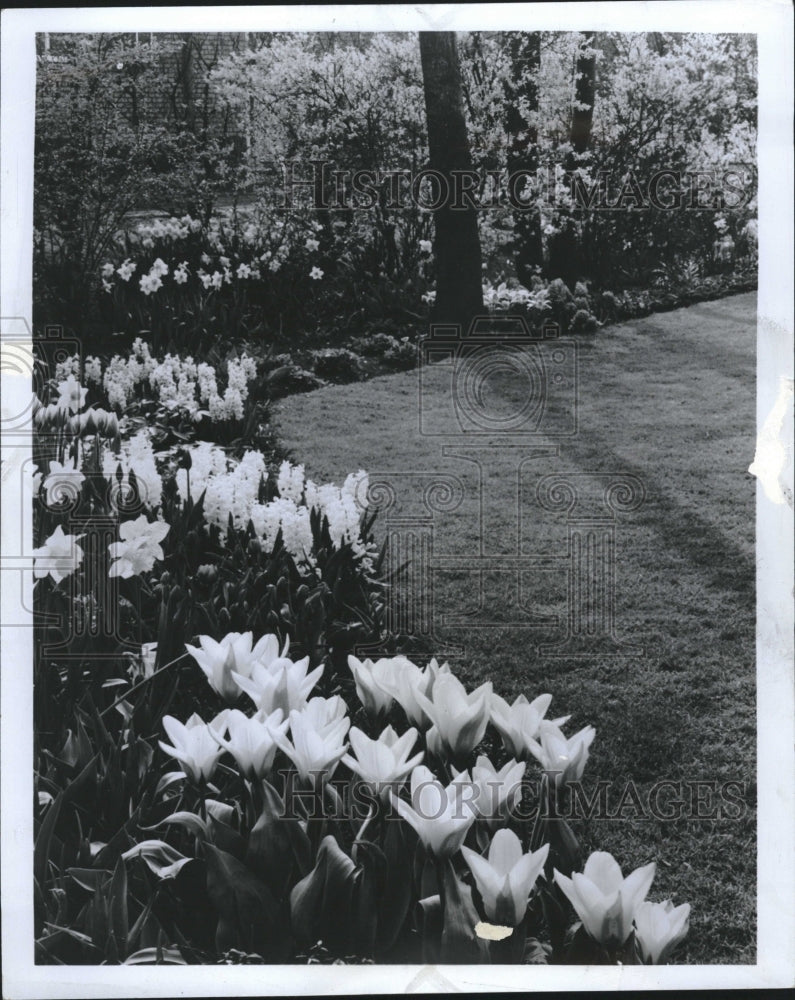 1978, Tulip flower bulbous plants garden mud - RRV09053 - Historic Images