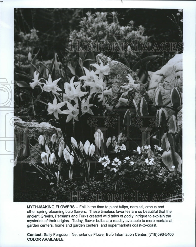 1995 Press Photo Myth Making Flowers Tulip Narcissi - Historic Images