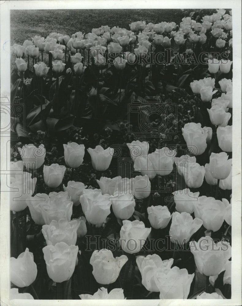 1958 Press Photo Picture shows Triumph Tulips Garden - RRV09075 - Historic Images