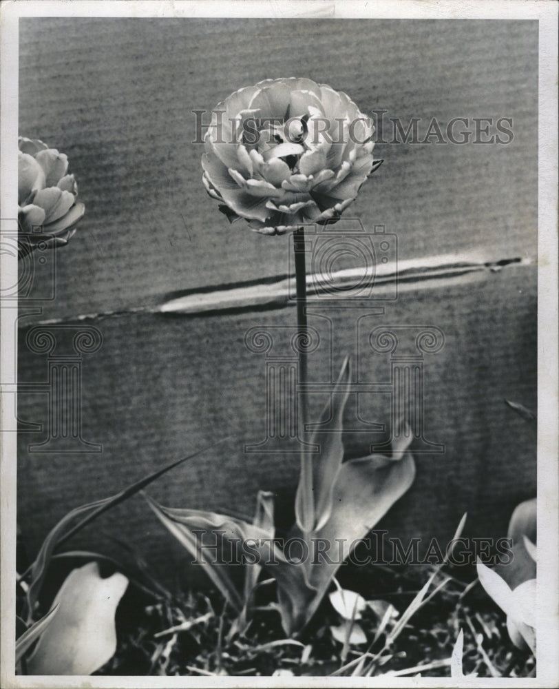 1948, Eros tulip double flower old rose - RRV09077 - Historic Images