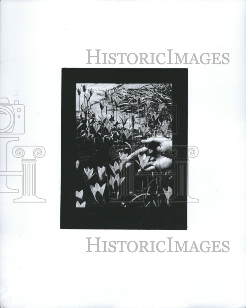 1974, Tulips Flowers Garden - RRV09079 - Historic Images