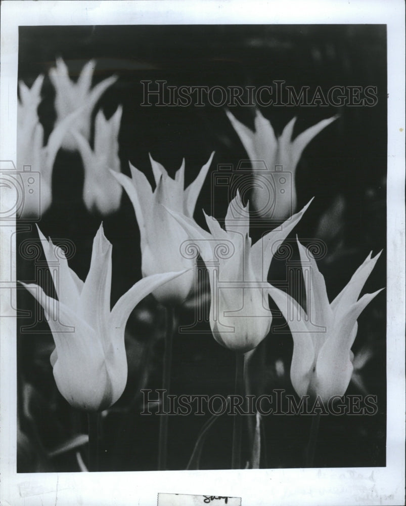 1980 Lily Flowering Tulips - Historic Images