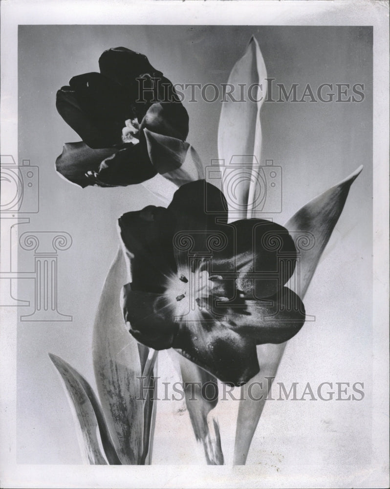 1956 Beautiful Darwin Tulip in Full Bloom - Historic Images