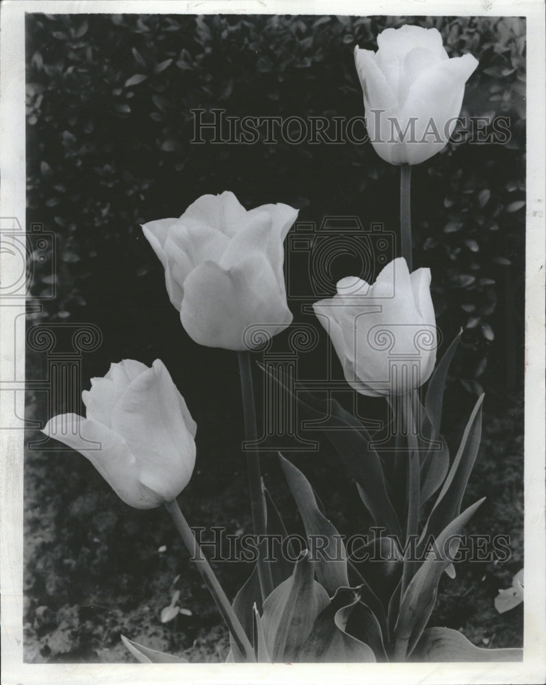 1957  Tulip flower plants bulbous plant - Historic Images