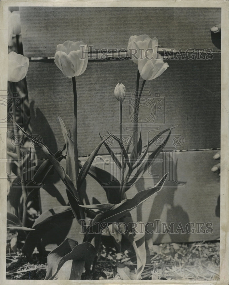 1948 Tulips Golden Harvest Globular Yellow - Historic Images