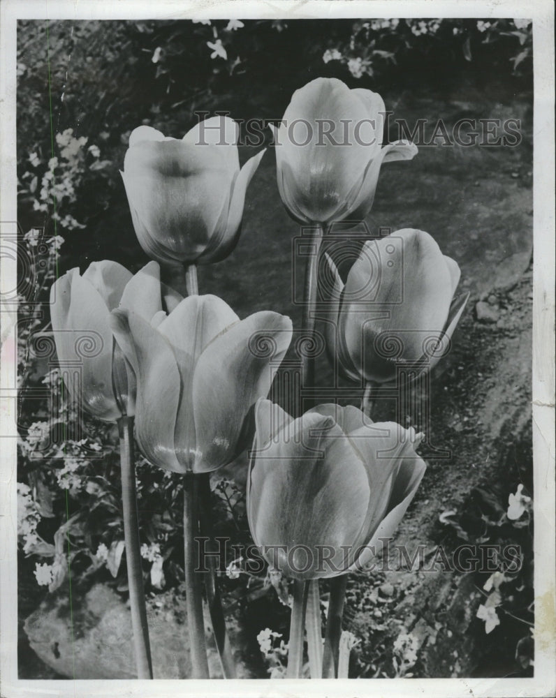 1965, Pink Darwin Tulips - RRV09157 - Historic Images