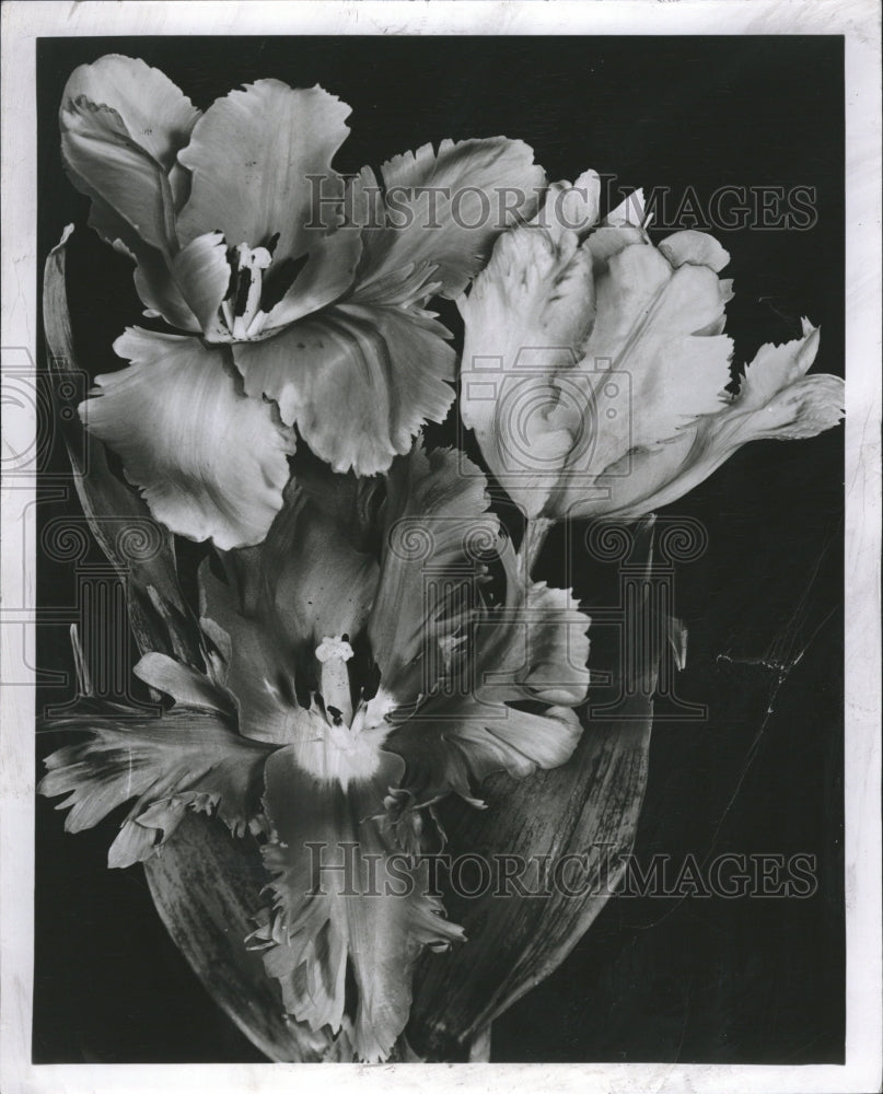 1954, Parrot Tulip flowers bulbous garden - RRV09161 - Historic Images