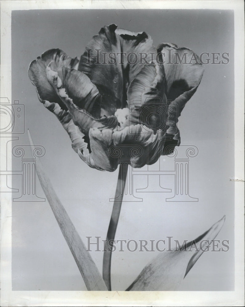 1955, Tulips Flowers Picture Shows Friday - RRV09171 - Historic Images