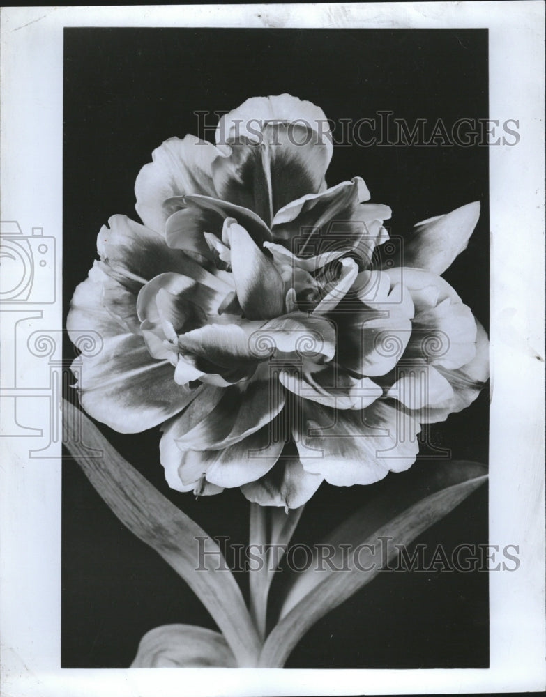 1975 Press Photo Peony Flowered Cor doublet Tulip Flowe - RRV09181 - Historic Images