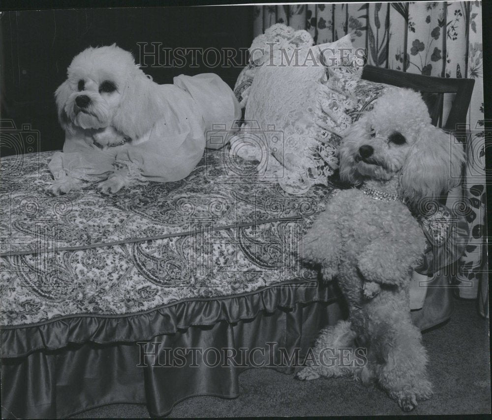1959 Press Photo Mrs. John Luke Hayden pet dog relaxes - Historic Images