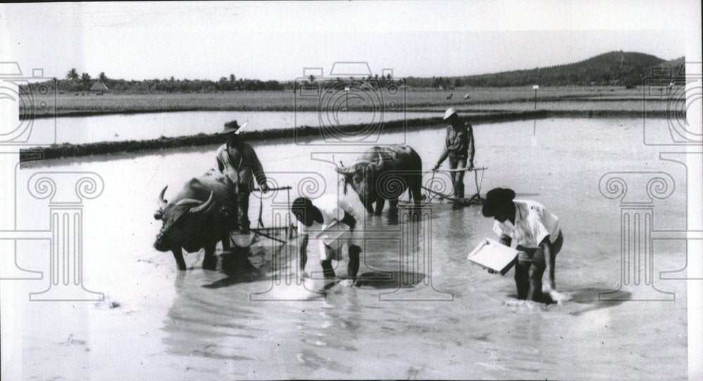 1966, Fertilizers Crop United Nations Raise - RRV25105 - Historic Images