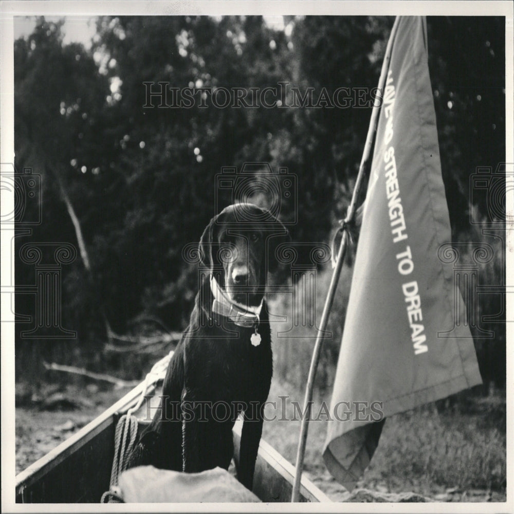 1985 Press Photo A dog named Sam - RRV28029- Historic Images