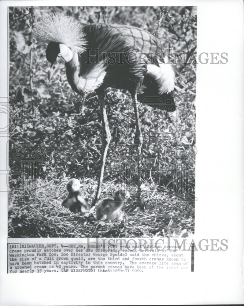 1959 Press Photo Washington Park Zoo East African Crane - Historic Images