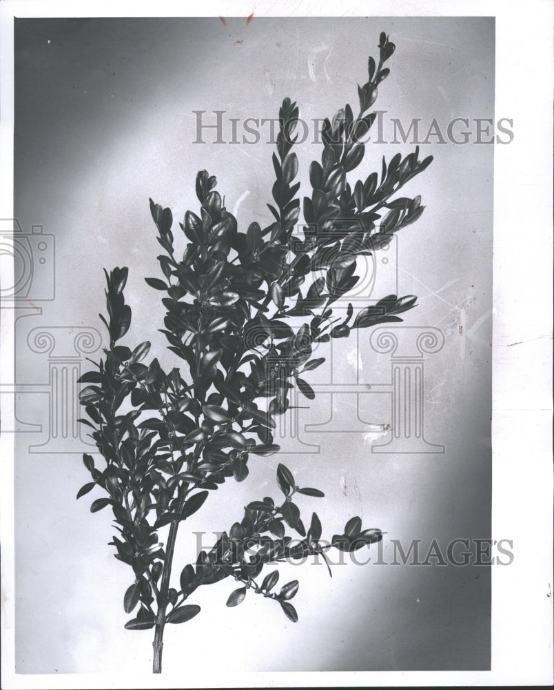 1958 Press Photo Christmas Decorations: Tree Branch - RRV35935 - Historic Images