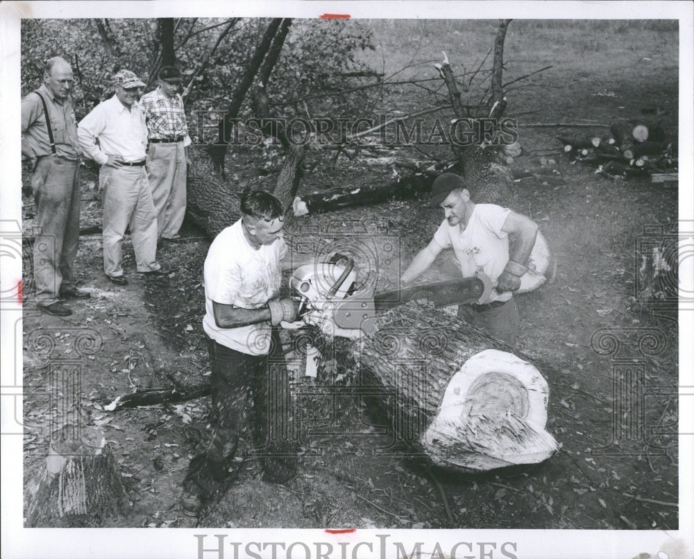 1954, Flat Rock Michigan Village Park Tree - RRV36539 - Historic Images