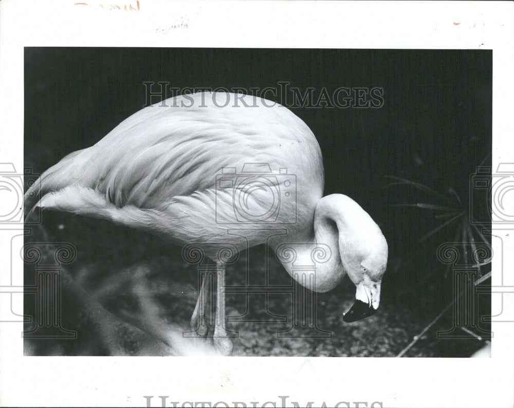 1982 Press Photo Detroit Zoo Flamingo - RRV36581 - Historic Images