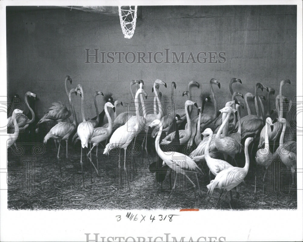 1964 Press Photo Crowded Crane Africa Flamingo Birds - RRV36583 - Historic Images
