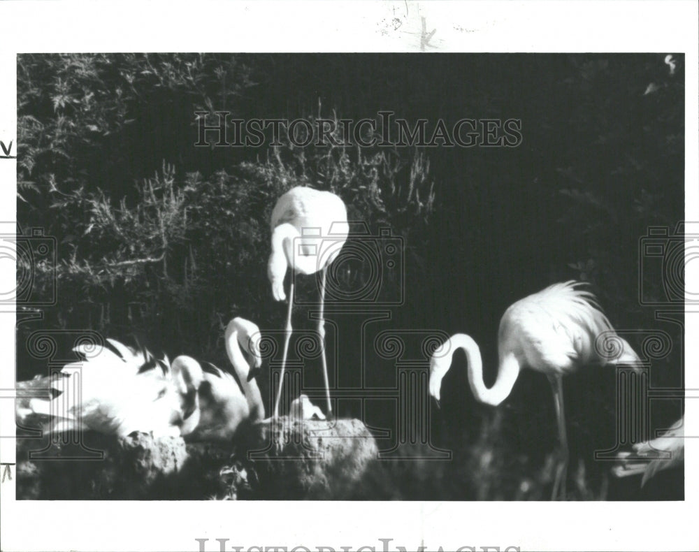 1988 Press Photo Detroit Zoo Flamingos Colony - RRV36585 - Historic Images