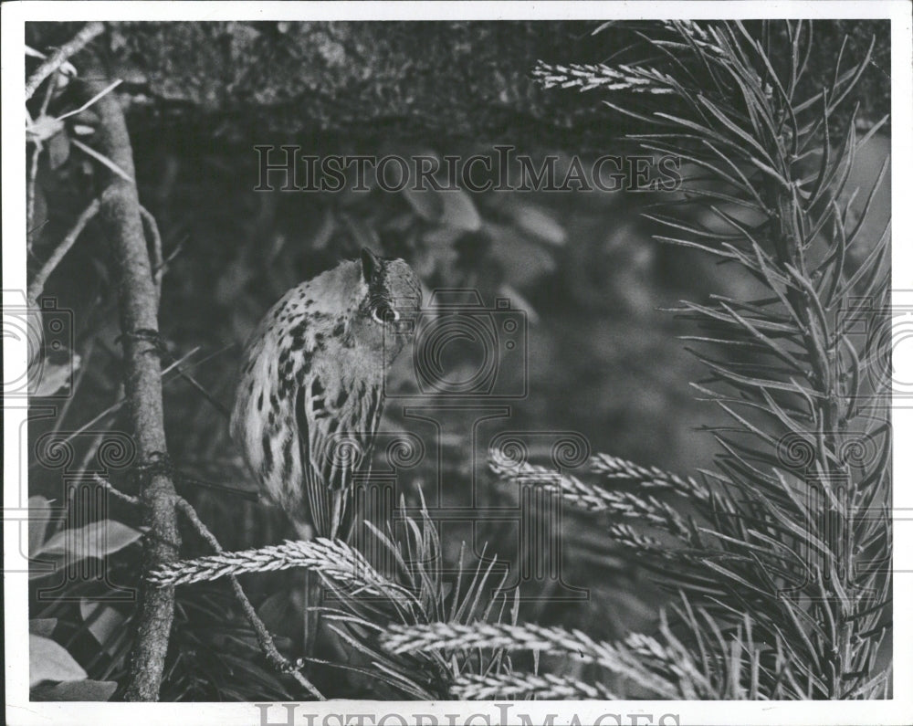 1978, Kirtland Warbler Bird - RRV36935 - Historic Images