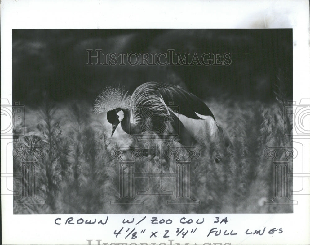 1962 Press Photo Detroit Zoo&#39;s Crown Crane - RRV37351 - Historic Images