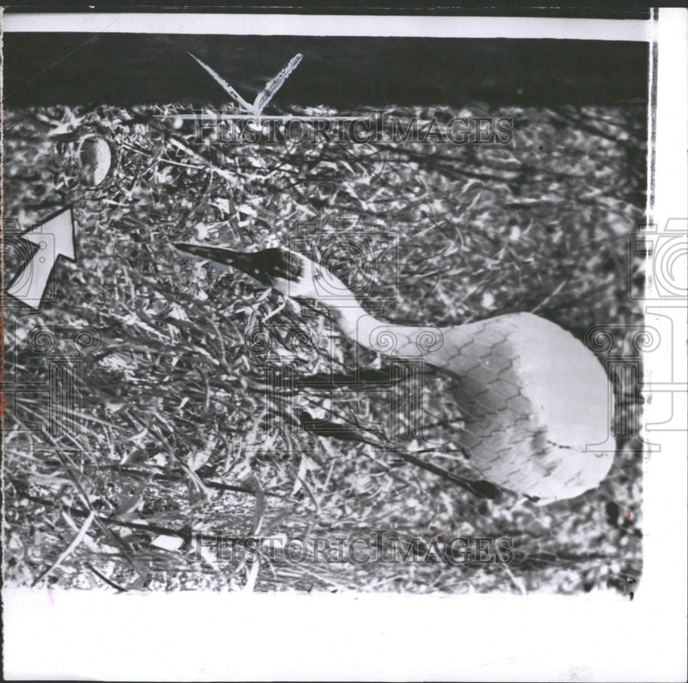 1956 Press Photo Whooping Crane Bird Endangered - Historic Images