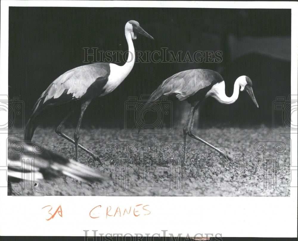 1980, Wattle Crane Detroit Zoo - RRV37387 - Historic Images