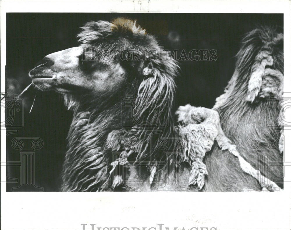 1982 Press Photo Detroit Zoo Camel - RRV37527 - Historic Images