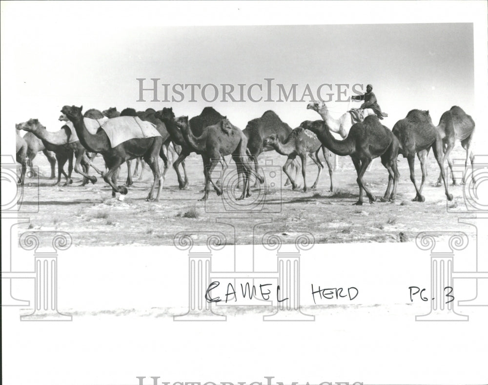 1991 Camel Herd passes desert animal man - Historic Images