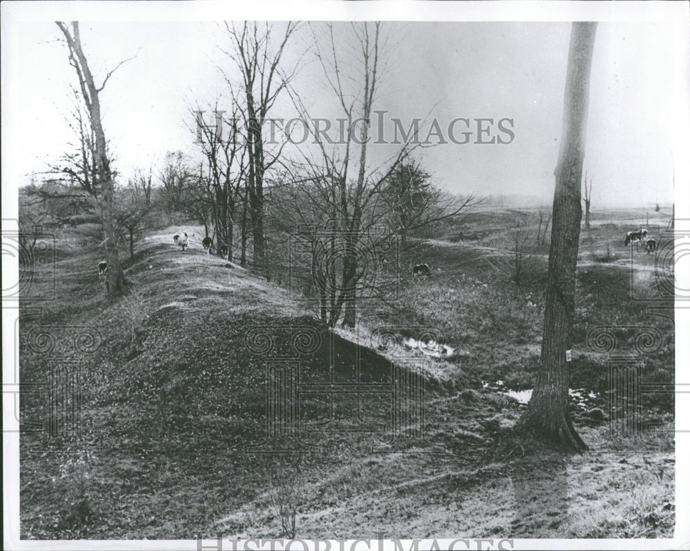 1960 Cows Canals Lake Michiigan Huron - Historic Images