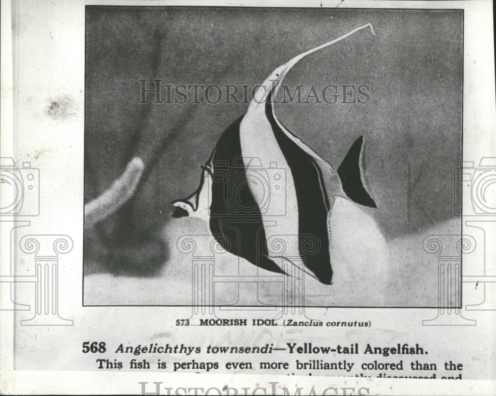 1936 Yellow Tail Angelfish - Historic Images