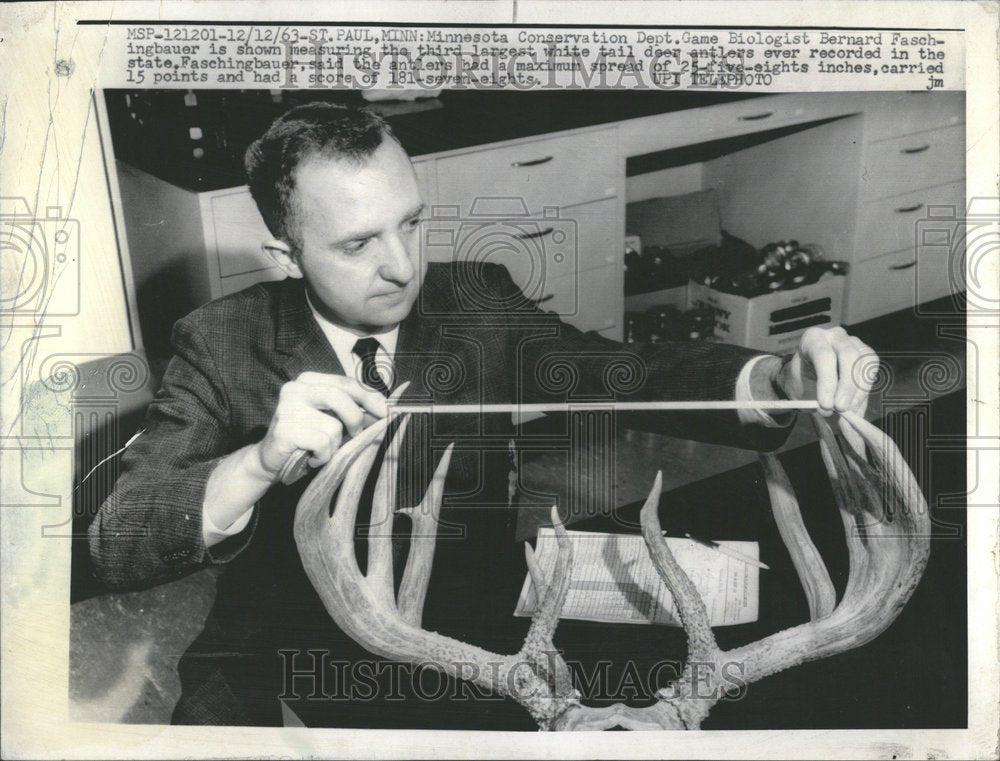 1963 Largest Deer Antlers In Minnesota - Historic Images