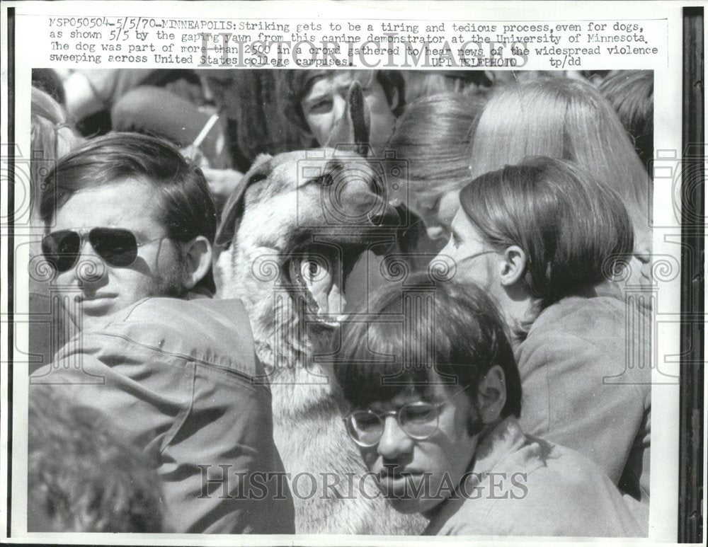 1970 Press Photo University Minnesota Dog Show Strike - RRV40785 - Historic Images