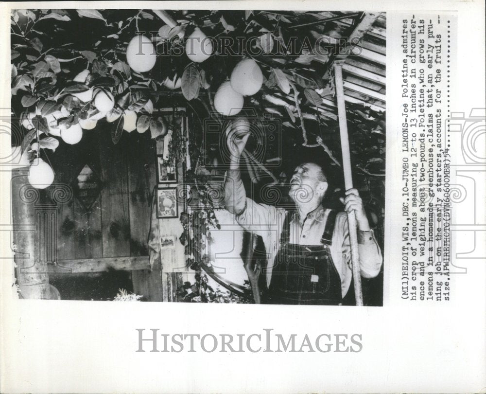 1954 Press Photo Joe Poletine Lemon Two Pound Crop Inch - RRV41147 - Historic Images